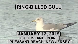 RingBilled Gull  Gull Island Point Pleasant Beach New Jersey [upl. by Yrtneg]