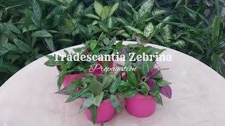 Tradescantia Zebrina Propagation  Wandering Jew Plant [upl. by Esir]