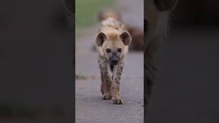 WHAT ANIMAL NEXT facts hyena wildlife [upl. by Rekyr]