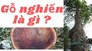 GỖ NGHIẾN LÀ GÌ  ỨNG DỤNG GÌ TRONG THI CÔNG NỘI THẤT CHUNG CƯNHÀ PHỐBIỆT THỰ Nội thất Vinhouses [upl. by Elicul]