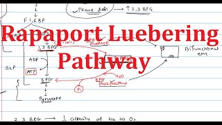 8 Rapaport Luebering Pathway 23Bisphosphoglycerate  Explained simply [upl. by Leigh]