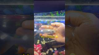 Wait for end 🙁 My favourite fish died 🙁  tinfoil barb  skin infection  balasvoyage [upl. by Nnahaid]