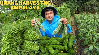 Unang harvest ng ating ampalaya at Share the blessing ng ampalaya [upl. by Htebarual]