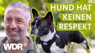 Hundebegegnungen entspannt gestalten  Hunde verstehen  S03E04  WDR [upl. by Drabeck]