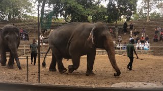 The activities of elephants are amazing elephant viralvideo [upl. by Anilad]