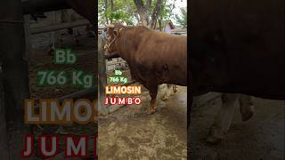 Harga Sapi Jumbo Timbang Hidup 766 Kg ‼️ Di Pasar Sapi Kebumen [upl. by Lingwood204]