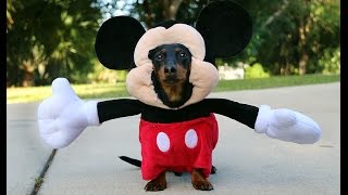 Dog Dressed as Mickey Mouse [upl. by Eelirol]