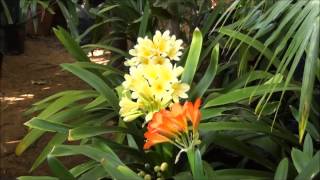 Clivias in the garden [upl. by Ecinna]