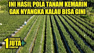 HASIL DARI INOVASI PERTANIAN POLA TANAM CABE  CARA MENANAM CABE [upl. by Robbyn]