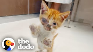 Guy Spends His Whole Vacation With A Stray Kitten  The Dodo [upl. by Idonna]