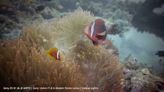 Daryl Laut Wreck Caban Island [upl. by Otilrac]