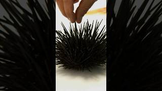 Eating a Sea Urchins WHAT  Bizarre Foods with Andrew ZImmern  Travel Channel [upl. by Aelram]