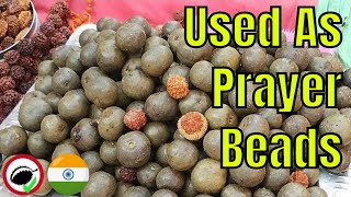 Rudraksha Fruit  Weird Fruit Explorer in India  Ep 314 [upl. by Neuberger]