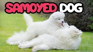 🐶 SAMOYED DOG GUIDE  Everything about Samoyeds [upl. by Gies]