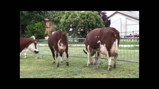 Procross Herd in Cremona [upl. by Sawyor341]