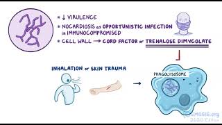 Nocardia microbiology osmosis [upl. by Charin]