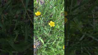 Buttercups and Bird songs [upl. by Elstan]