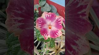 Tropical hibiscus of my garden tropicalhibiscus garden shortvideo [upl. by Al]