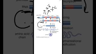 Intron and Exons biology students science neet youtubeshorts [upl. by Longawa]