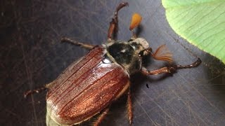 Dorcus curvidens and the cockchafer Melolontha melolontha [upl. by Arec]