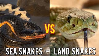 Sea Snakes vs Land Snakes  Which Category is The Most Dangerous [upl. by Eah]