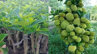 Jackfruit approach grafting budding jackfruit [upl. by Loydie371]