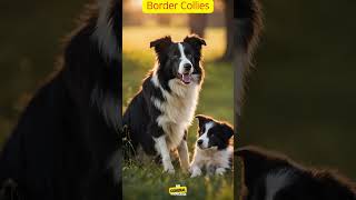 About Border Collies breeddogsbreed doginfo generalknowledge [upl. by Gayner]