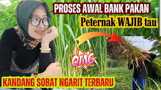 PROSES AWAL PEMULA WAJIB TONTON ‼️ KANDANG SOBAT NGARIT TERBARU [upl. by Kerr]