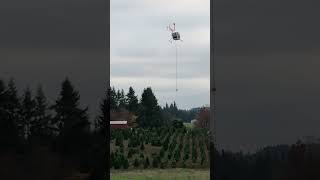 R44 Helicopter Flying Christmas Trees 2023 Part 2 [upl. by Prasad732]