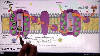 Photosystem 2 and Photosystem 1 [upl. by Yasnil]