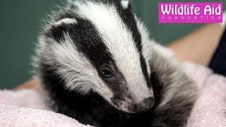 Badger cubs having a good scratch [upl. by Ttennaej926]