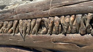 Fossil Ichthyosaur Jaw From Lyme Regis [upl. by Beitch]