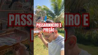 Criador de passarinho E PREÇÃO  passarinho coleiro papacapim [upl. by Eseryt30]