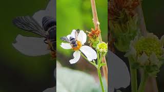 Sharptail Bee Seacrest Natural Scrub Area Boynton Beach Florida March 17 2024 [upl. by Aym]