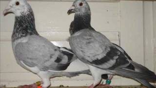 Racing Pigeons  Irish Flying Tumblers [upl. by Auria668]