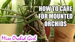 How to care for mounted orchids [upl. by Lisandra121]