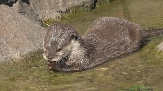 Otters  Hamerton Zoo Park [upl. by Enicul]