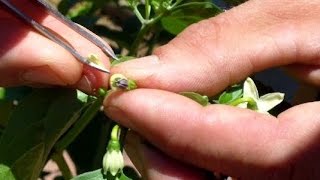 How to Breed Peppers [upl. by Adiela]