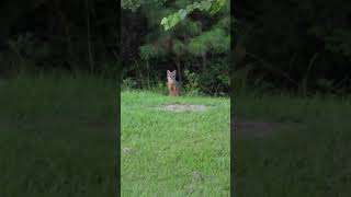 Fox watching grass cutting [upl. by Ellehsim]