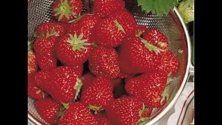 How To Plant Strawberry Plants For Large Juicy Berries [upl. by Thapa]