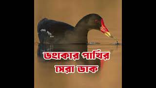 নতুন ডুংকোর পাখির ডাক  ডুংকোর পাখির সেরা ডাক Common moorhen Bird [upl. by Anairt]