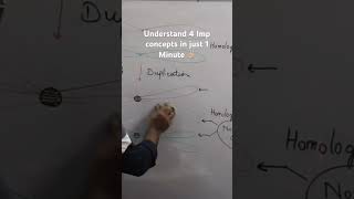 What are Sister and Non sister Chromatids Crossover and Tetrad Structure [upl. by Llydnek]