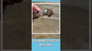 Sea Animal Toy Sensory Play Hammerhead Shark Fun Fact [upl. by Serdna]