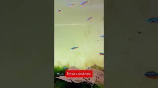 Paracheirodon axelrodi Tetra cardenal Probablemente uno de los peces de agua dulce más difundidos [upl. by Leandro]