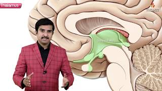 Gross anatomy of Thalamus  Part 1   Introduction and Relations  Animated Neuroanatomy [upl. by Hairehcaz501]