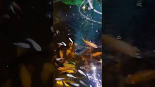 gardening tamil plants garden vlog flowerhorn aquariumshow fishaquarium aquarium tenkasi [upl. by Abdel168]