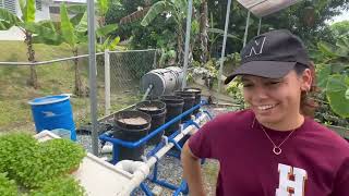 CILANTRO HIDROPONICO PLATANOS Y GUINEOS ENANOS FRUTALES EN TIESTO  ALL PONICS [upl. by Will510]