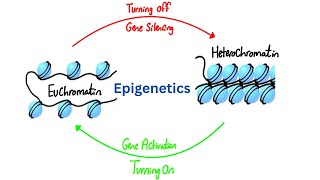 DNA Organisation amp Epigenetics  Molecular Biology  Biochemistry  USMLE Step 1 [upl. by Tildie]