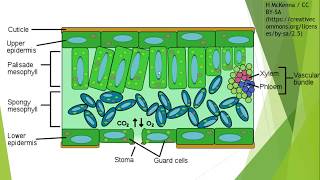 Gas exchange in Plants for IGCSE Biology [upl. by Hunley]