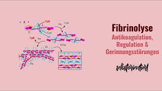 Die Fibrinolyse einfach erklärt  Definition  Regulation  Medizin  Enzymatische Spaltung Fibrin [upl. by Coffey]